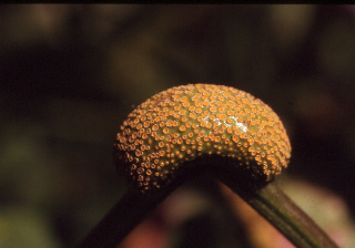 Puccinia?